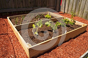 Raised Vegetable Garden