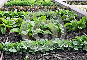 Raised vegetable garden bed with watering system