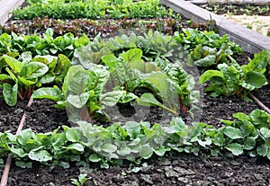 Elevato verdura giardino un letto irrigazione sistema 
