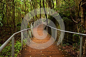 Raised walkway in rainforest floor near Katoomba in New South Wa