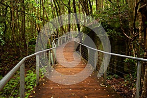 Raised walkway in rainforest floor near Katoomba in New South Wa photo