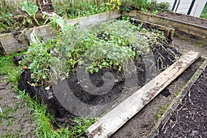 raised wooden bed destroyed. rotten wood in raised bed in the garden