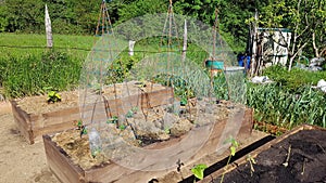 raised wooden beds with climbing pumpkin and cucumber crops. trellis of climbing plants