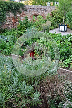 Raised wooden beds vegetable garden in Schlosshof Austria Vegetable garden professionally planted with groups of perennials