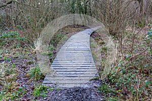 Raised wooden hiking walkway through woods in winter, Poynton Coppice, Cheshire, UK photo