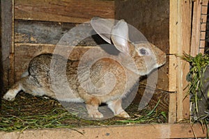 Raising & breeding rabbits on the farm