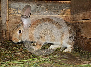 Raising & breeding rabbits on the farm in the wooden cage