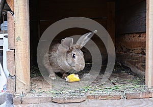 Raising and Breeding Rabbits for Meat. Feeding Rabbits with Corn on Rabbits Farm.