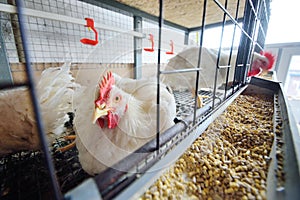 Raising broiler chickens. Adult chickens sit in cages and eat compound feed