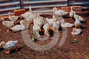 Raising ducklings in rural areas. Poultry yard. Young yellow ducklings in a poultry yard in Russia