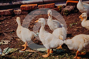 Raising ducklings in rural areas. Poultry yard. Young yellow ducklings in a poultry yard in Russia