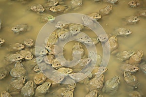 The raising frogs in pond