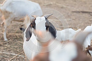 raising goats for food in rural areas .make the goat happy