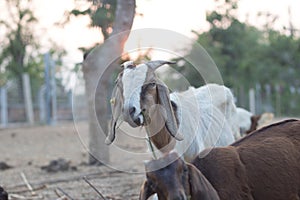 raising goats for food in rural areas .make the goat happy