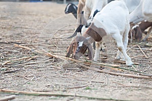 raising goats for food in rural areas .make the goat happy