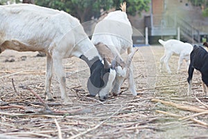 raising goats for food in rural areas .make the goat happy