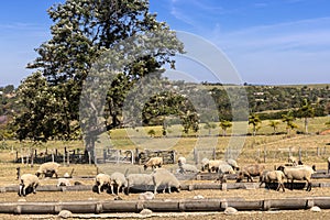 Raising sheep in confinement on a farm
