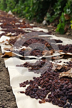 Raisins drying in field on paper