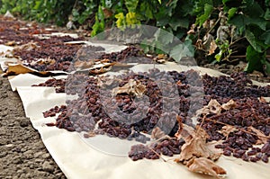 Raisins drying on paper in field