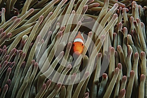 Raja Ampat Indonesia Pacific Ocean false clown anemonefish (Amphiprion ocellaris) hiding in magnificent sea anemone (Heteractis ma