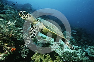 Raja Ampat Indonesia Pacific Ocean hawksbill turtle (eretmochelys imbricata) cruising above coral reef photo