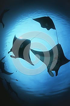 Raja Ampat Indonesia Pacific Ocean silhouettes of manta rays (Manta birostris) low angle view