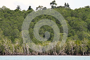 Mangrove Forest on the coast of Misool, Raja Ampat photo