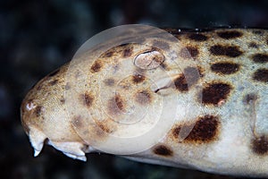 Raja Epaulette Shark in Raja Ampat