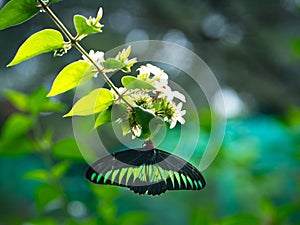 Rajah Brooke Birdwing butterfly