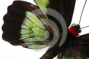 Rajah Brooke Birdwings- tropical buttelfly