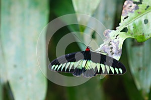Rajah Brooke black and green birdwing  butterfly