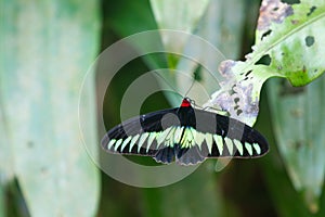 Rajah Brooke black and green birdwing  butterfly