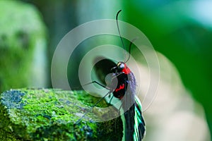 Rajah Brooke black and green birdwing  butterfly photo