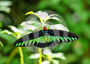 Rajah Brooke butterfly in a lovely garden