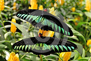 Rajah Brooke's Birdwing