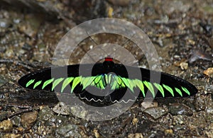 Rajah Brooke`s Birdwing Butterfly