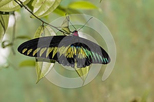 Rajah Brooke`s birdwing butterfly, Trogonoptera brookiana