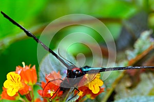 Rajah Brooke's Birdwing, Penang