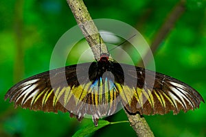 Rajah Brooke's Birdwing, Penang