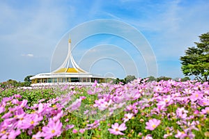 Rajamangala Hall with pink cosmos flower at Suanluang RAMA IX public park, Thailand.