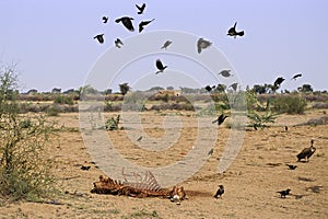 Rajasthan camel carcass