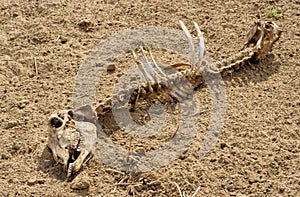 Rajasthan skeleton