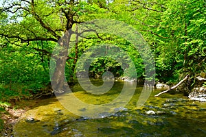 Rak river with a pedunculate oak (Quercus robur) tree above photo