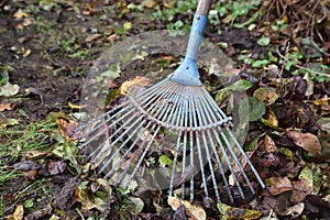 Rake cleaning of fallen dead leaves in late autumn