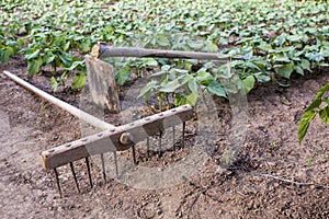 Rake and hoe on farm