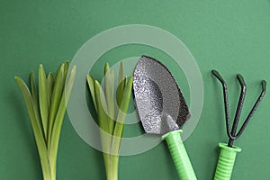 Rastrello, verde piantine sul verde. Giardino dietro la casa verdura giardino piantare copiare spazio. morbido 