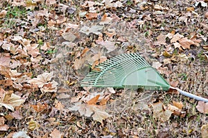 Rake laying on ground near fall leaves