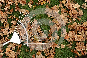 Rake and leaves