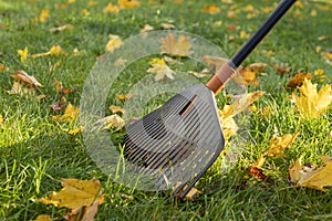 Rake for leaves collecting from the lawn