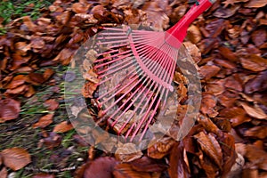 Rake leaves. Leaves. Gardening